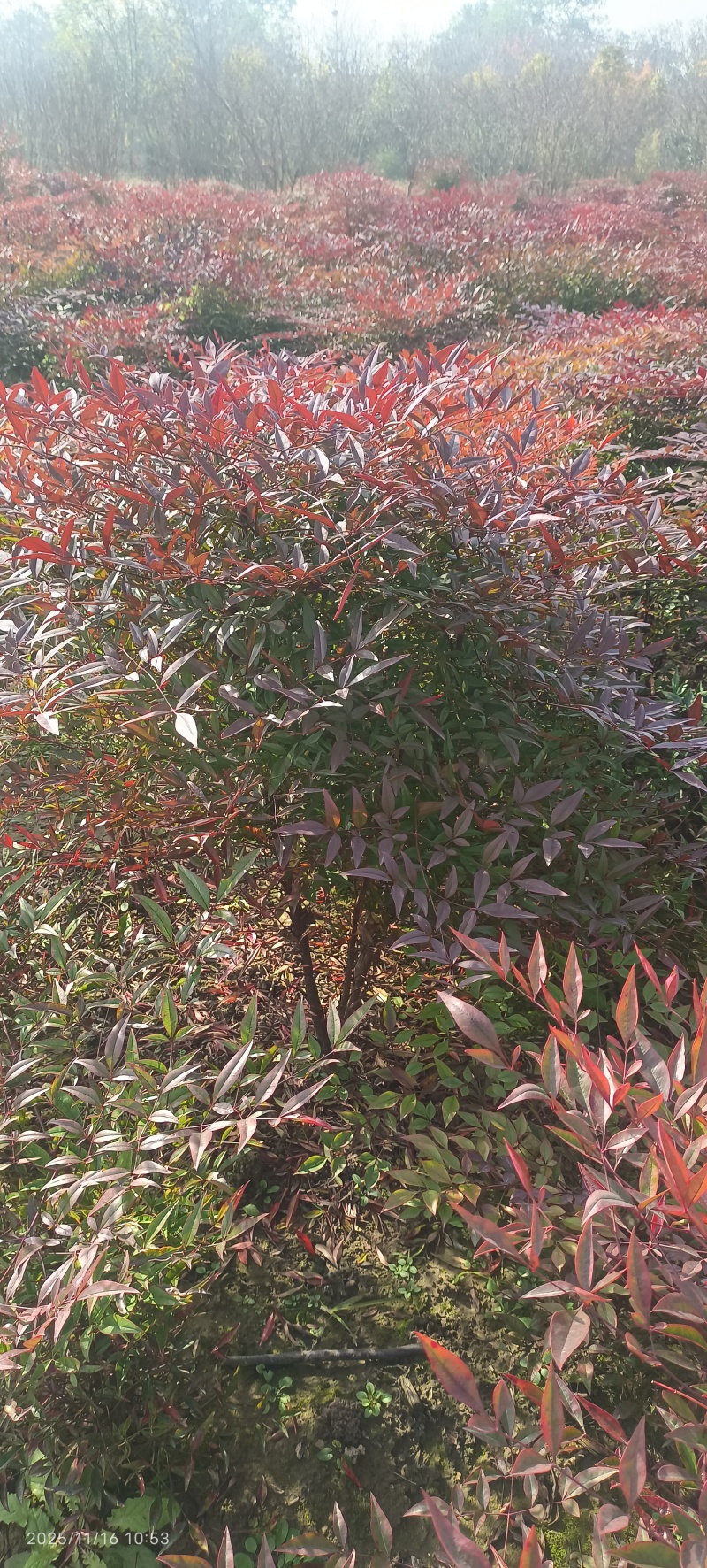 南天竹