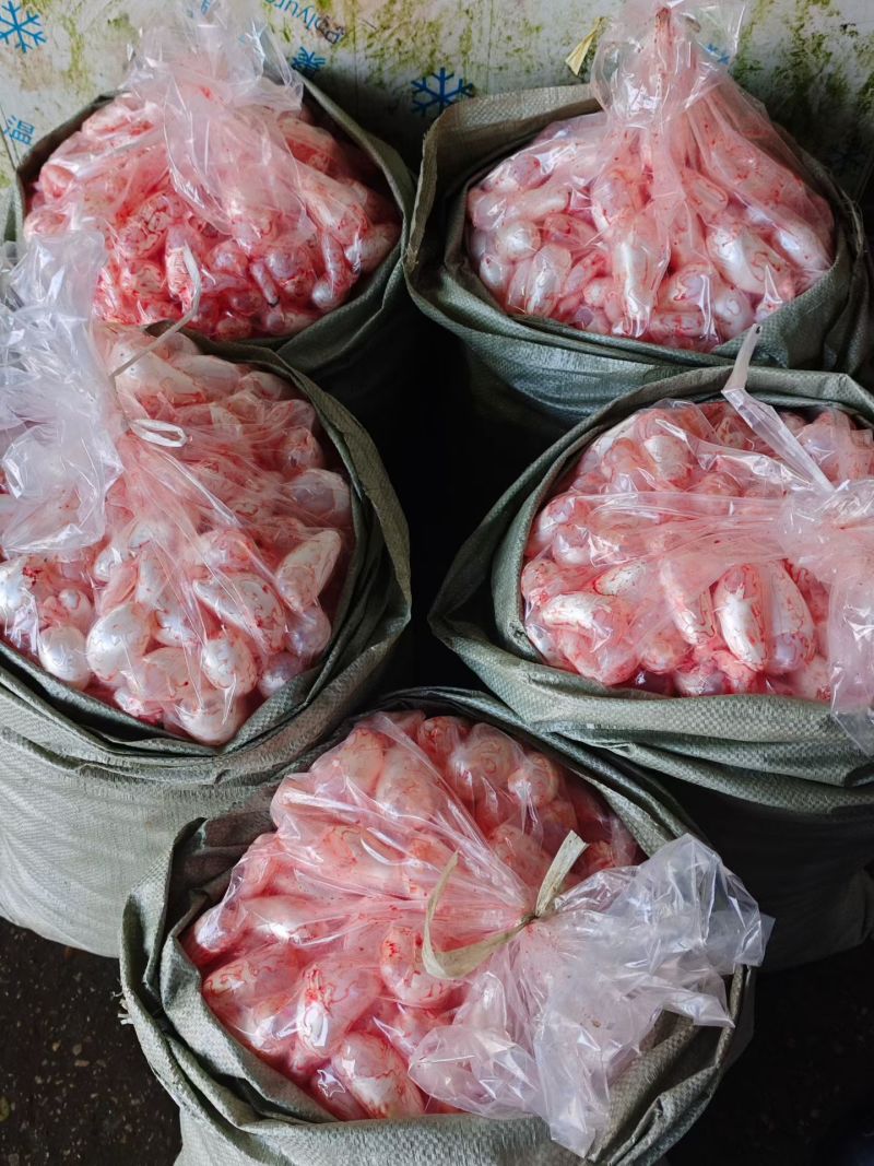 鱼泡，花鲢泡当天现杀现卖，10斤/袋新鲜鱼泡