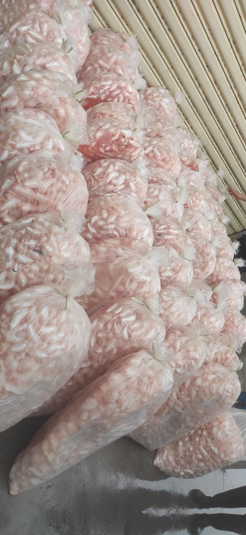 鱼泡，花鲢泡当天现杀现卖，10斤/袋新鲜鱼泡