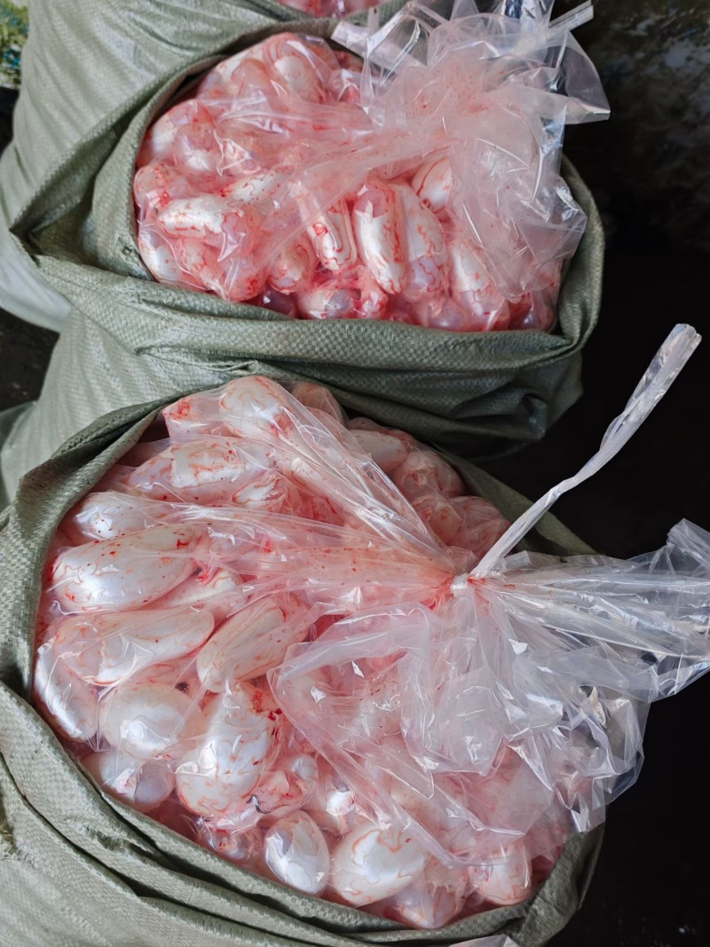 鱼泡，花鲢泡当天现杀现卖，10斤/袋新鲜鱼泡