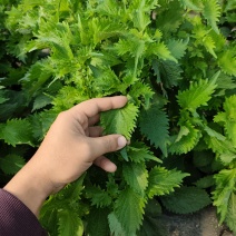 日本大叶紫苏整箱10000片5片一扎