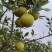 正宗廉江红江橙，皮薄汁多化渣囗感好现摘现发一件十斤装