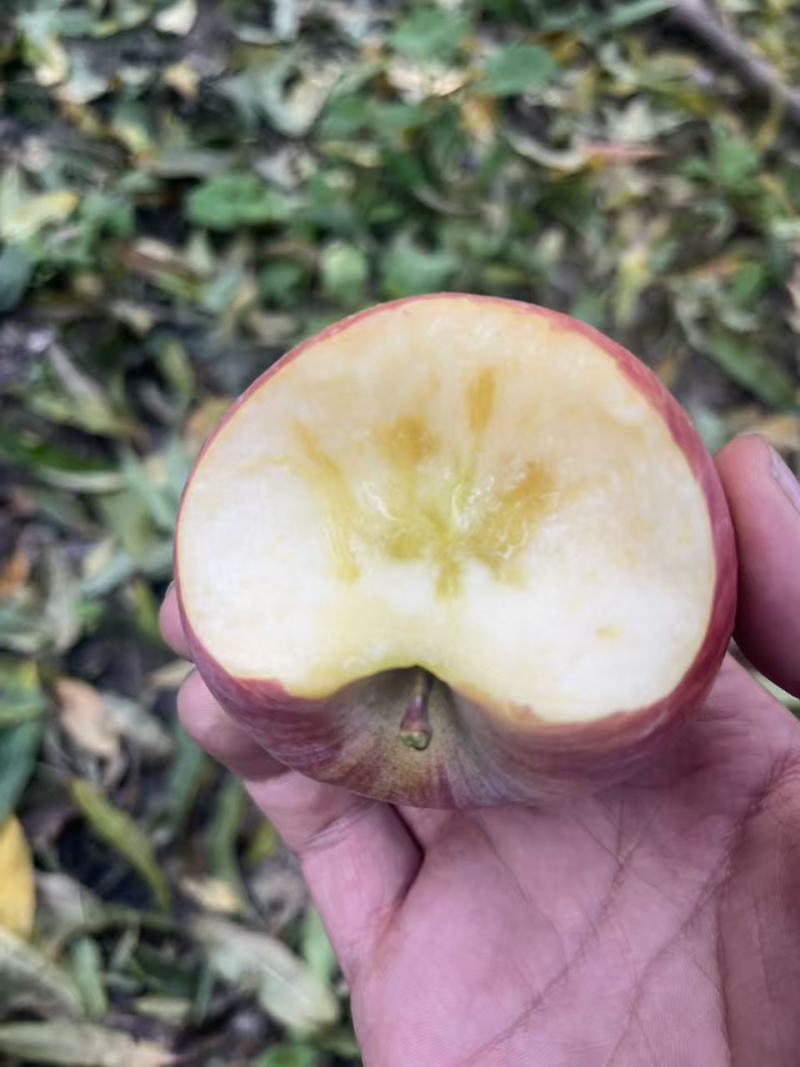 陕西省礼泉县膜袋红富士