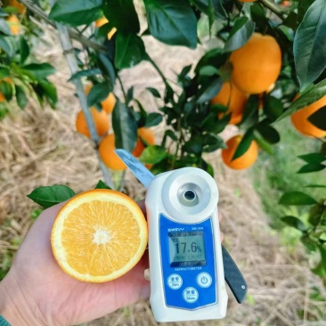 赣南信丰脐橙🍊🍊🍊“橙中珍品”！6万斤
