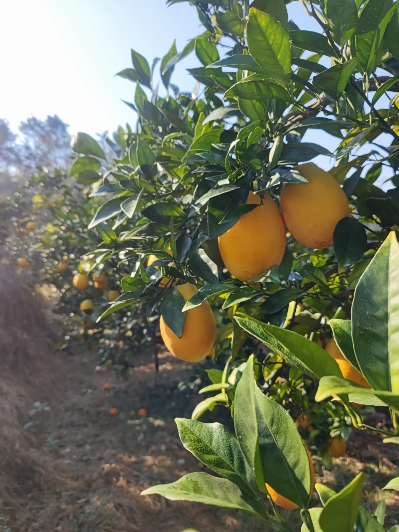 赣南信丰脐橙🍊🍊🍊“橙中珍品”！6万斤