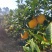 赣南信丰脐橙🍊🍊🍊“橙中珍品”！6万斤