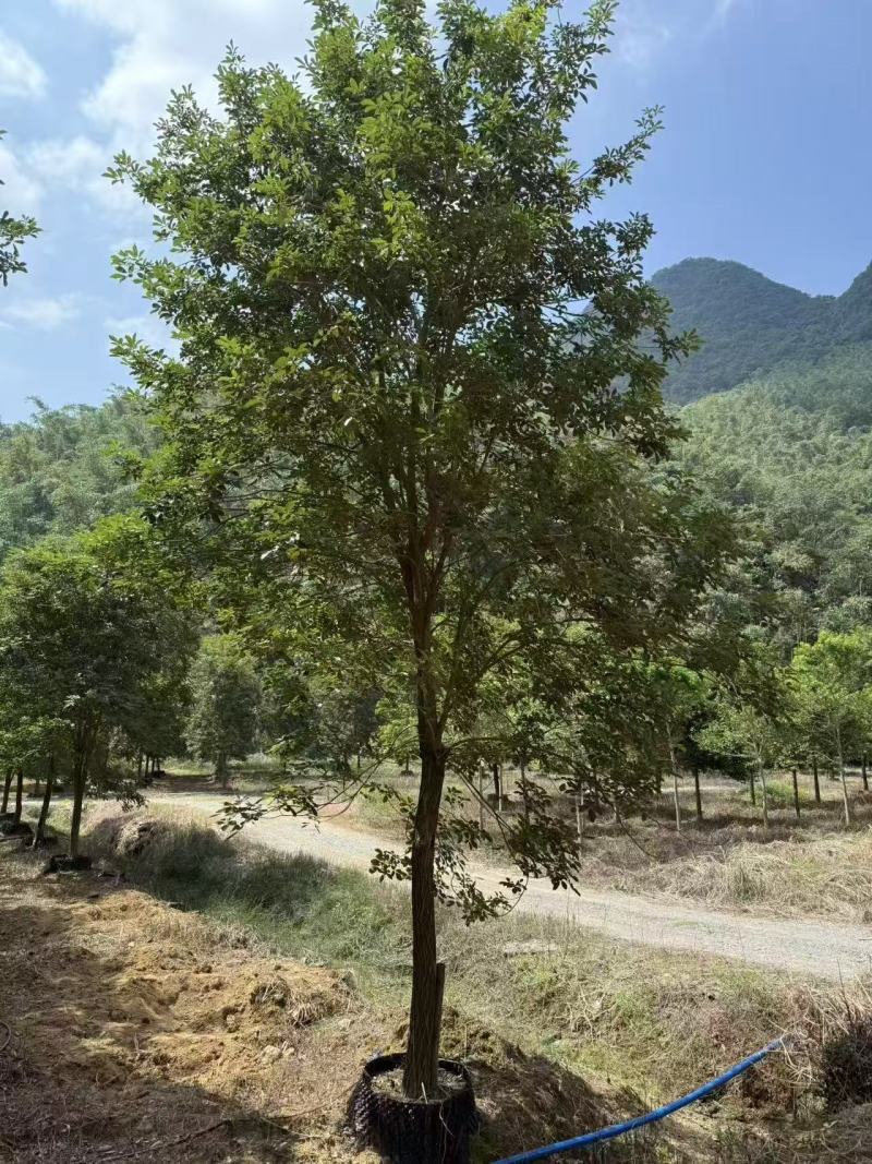 黄花风铃绿化苗木自家基地自产自销量大价格实惠