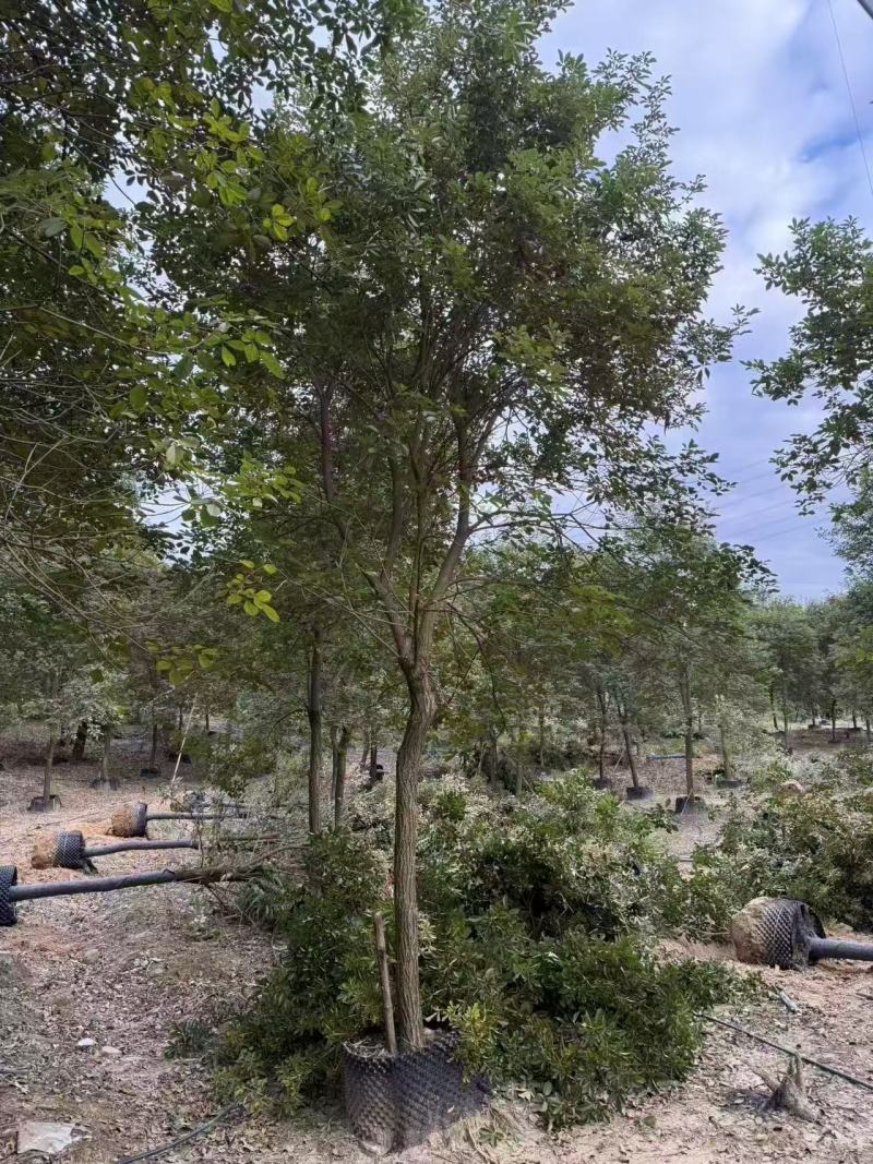 黄花风铃绿化苗木自家基地自产自销量大价格实惠