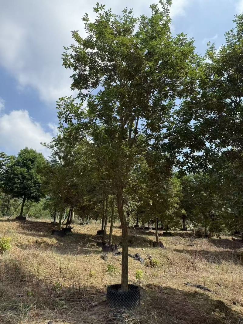 黄花风铃绿化苗木自家基地自产自销量大价格实惠
