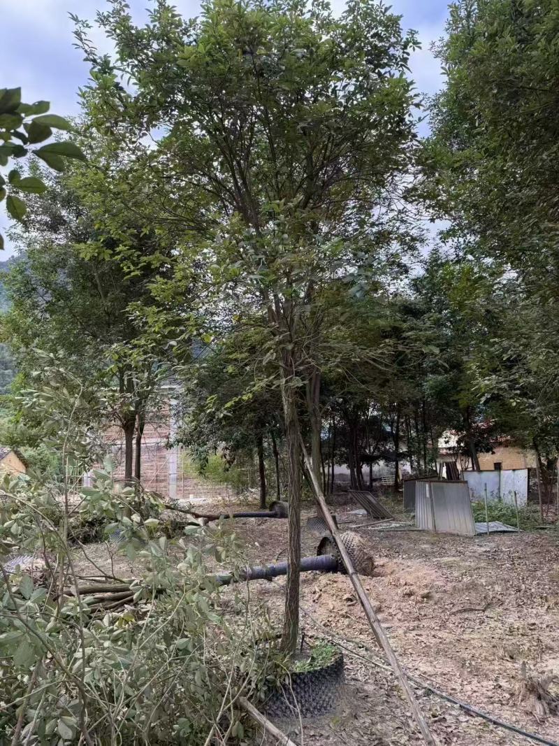 黄花风铃绿化苗木自家基地自产自销量大价格实惠
