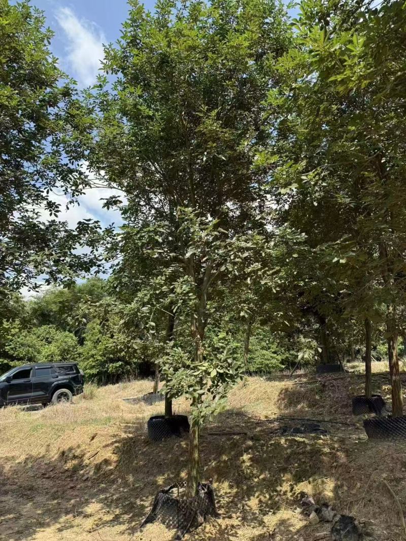 黄花风铃绿化苗木自家基地自产自销量大价格实惠