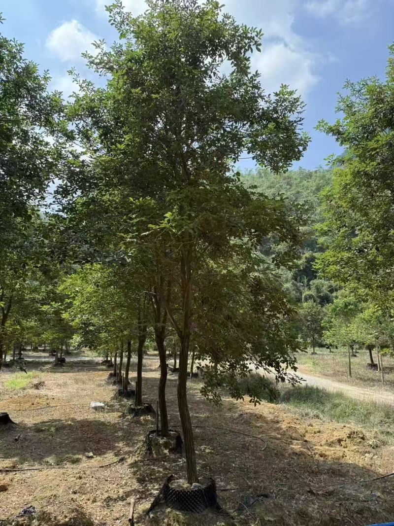 黄花风铃绿化苗木自家基地自产自销量大价格实惠