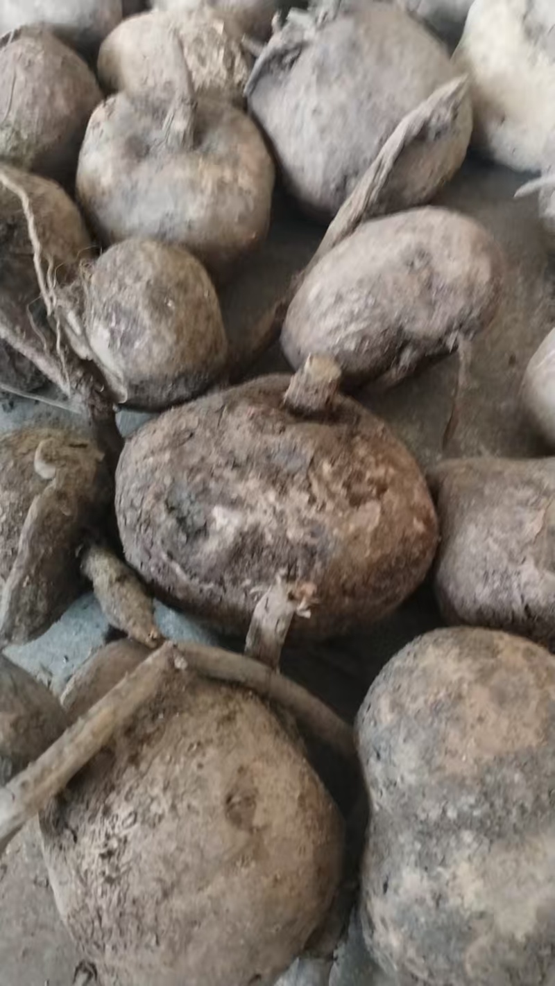 云南野生山乌龟，地不容，量大从优。