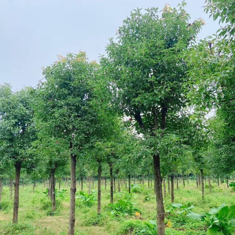 香樟绿化苗木自家基地自产自销量大价格实惠