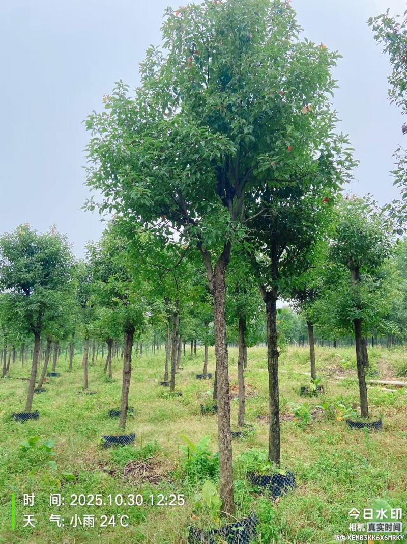 香樟绿化苗木自家基地自产自销量大价格实惠