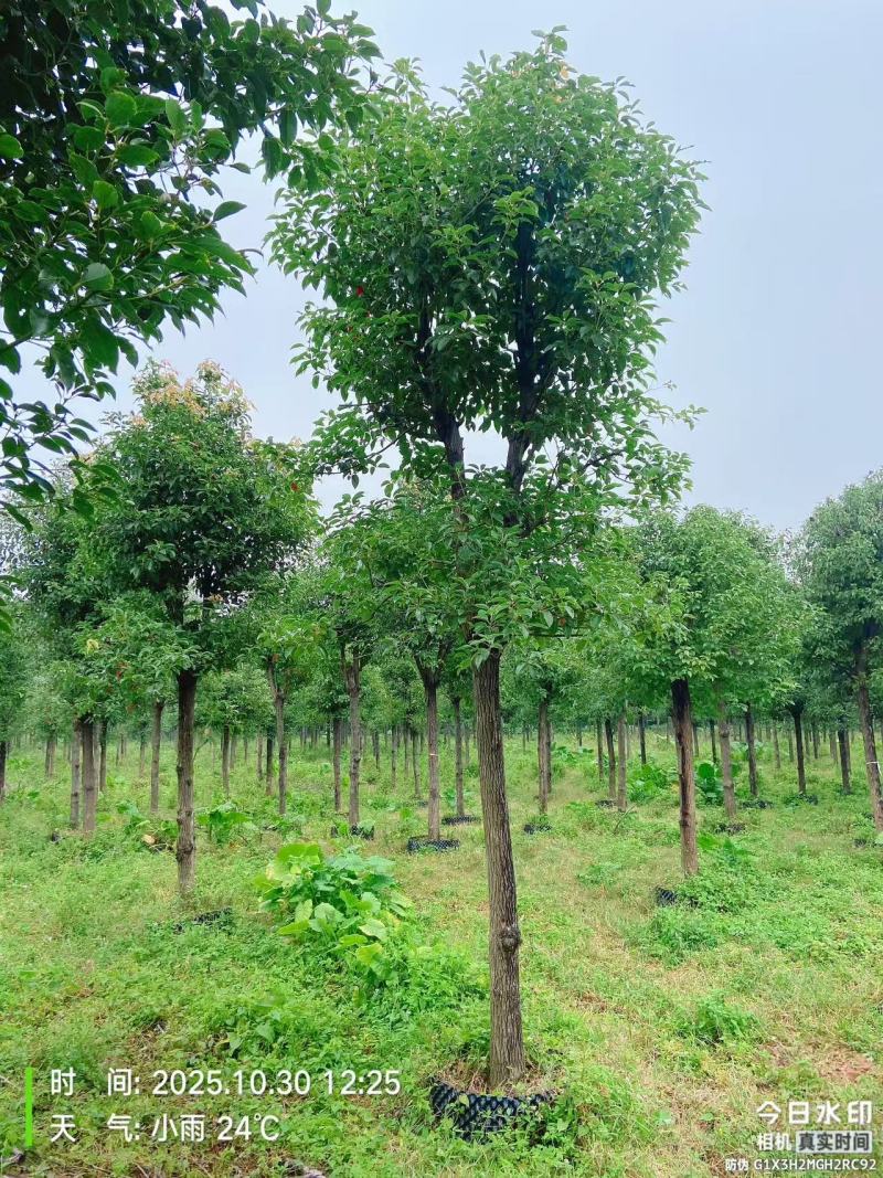 香樟绿化苗木自家基地自产自销量大价格实惠