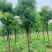 香樟绿化苗木自家基地自产自销量大价格实惠