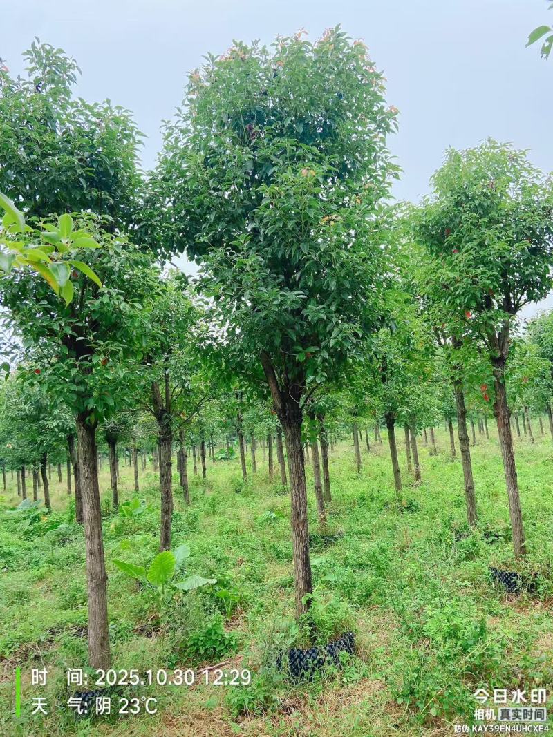 香樟绿化苗木自家基地自产自销量大价格实惠