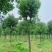 香樟绿化苗木自家基地自产自销量大价格实惠