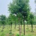 香樟绿化苗木自家基地自产自销量大价格实惠
