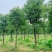 香樟绿化苗木自家基地自产自销量大价格实惠