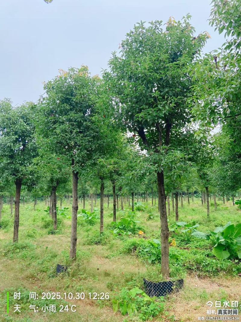 香樟绿化苗木自家基地自产自销量大价格实惠