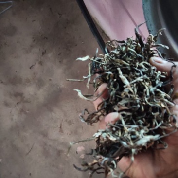 茶缘