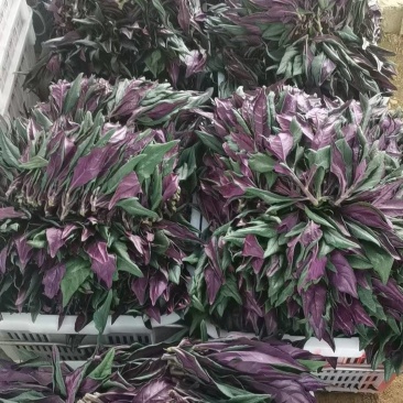 紫背天葵
