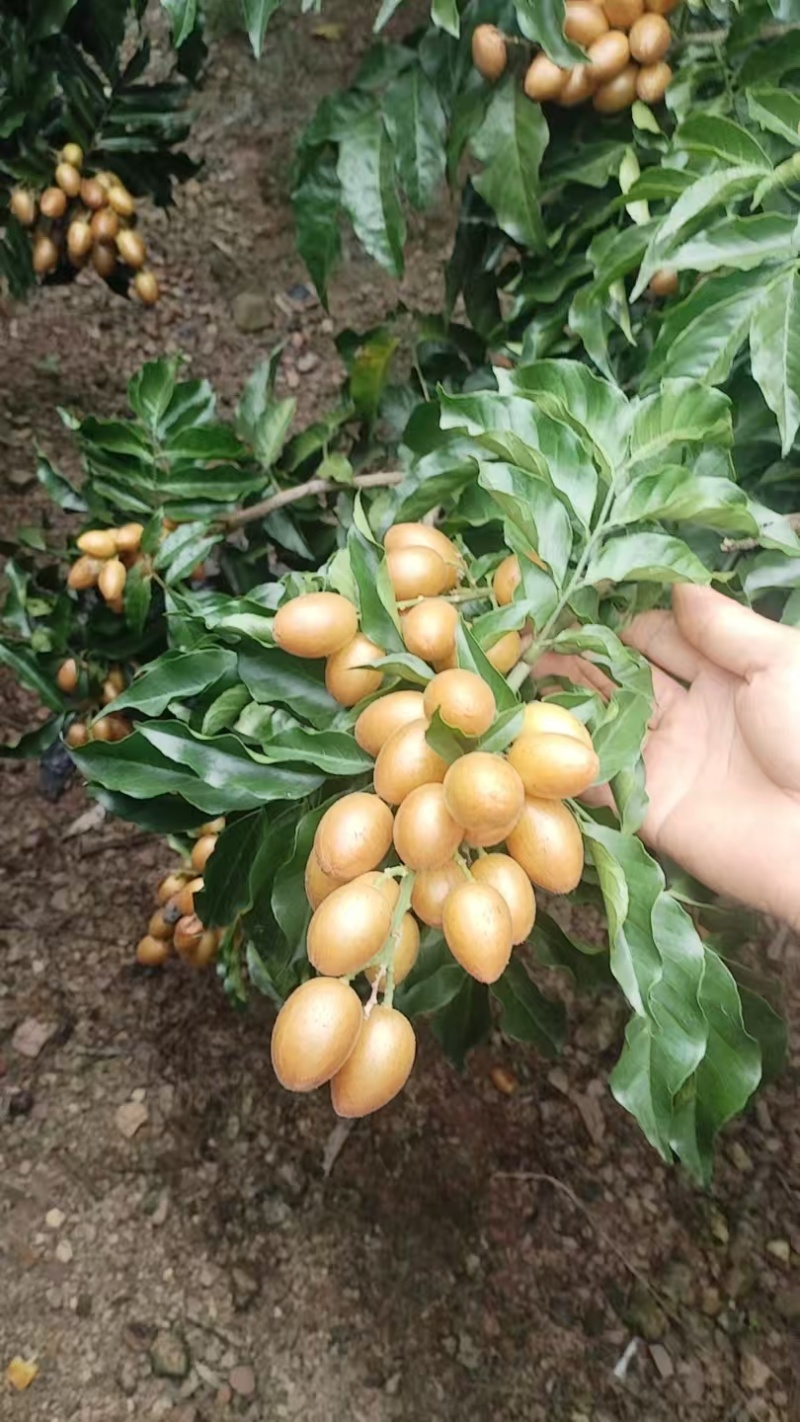 广东省有籽鸡心黄皮果，大量冷库脱粒真空包装
