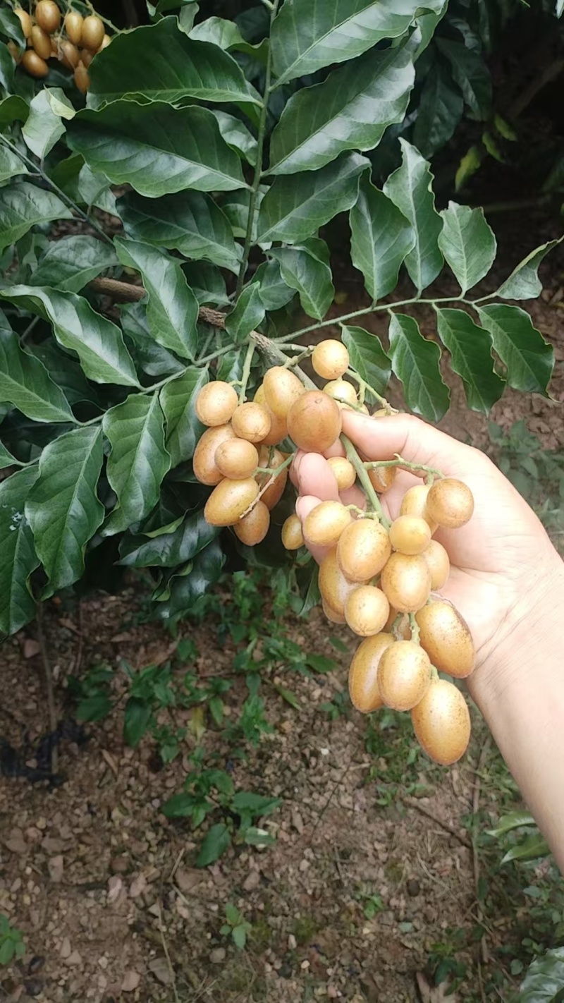 广东省有籽鸡心黄皮果，大量冷库脱粒真空包装