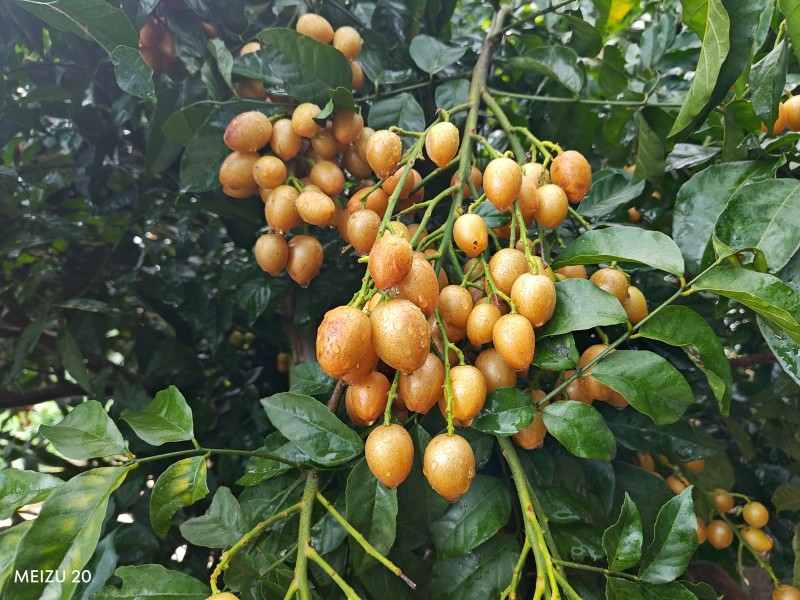 广东省有籽鸡心黄皮果，大量冷库脱粒真空包装