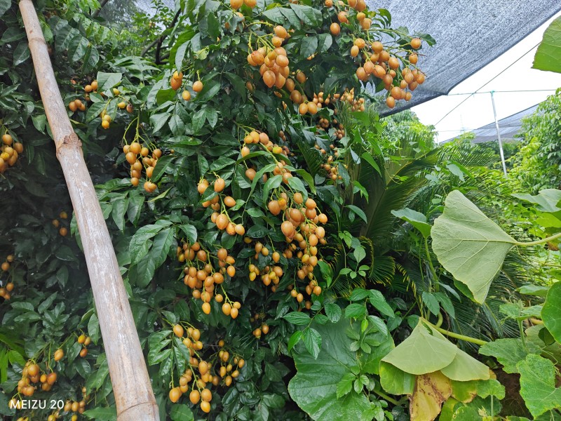 广东省有籽鸡心黄皮果，大量冷库脱粒真空包装