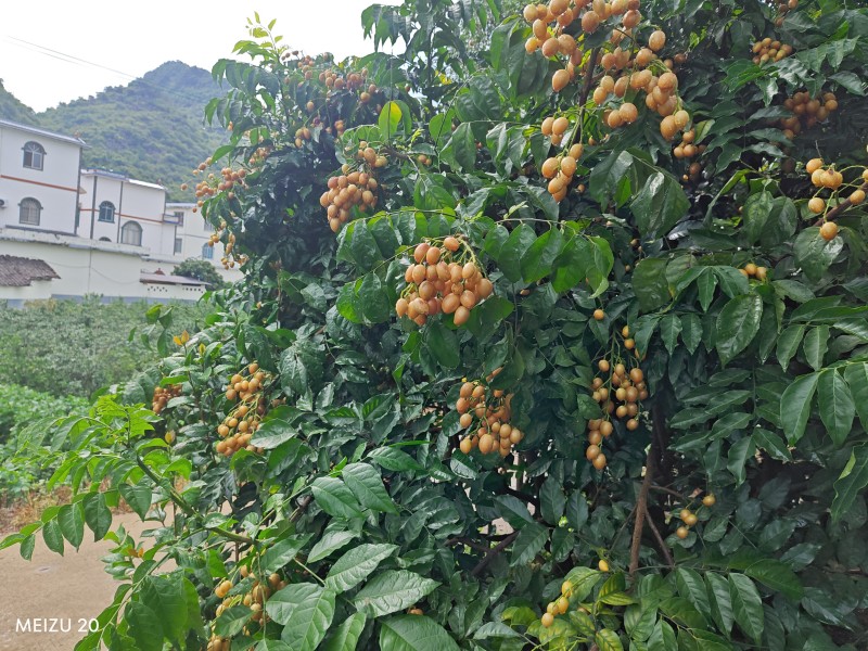 广东省有籽鸡心黄皮果，大量冷库脱粒真空包装