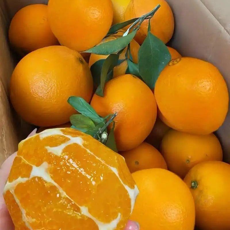 精品纽荷尔脐橙，一手货源，保质保量，诚信经营，欢迎来电