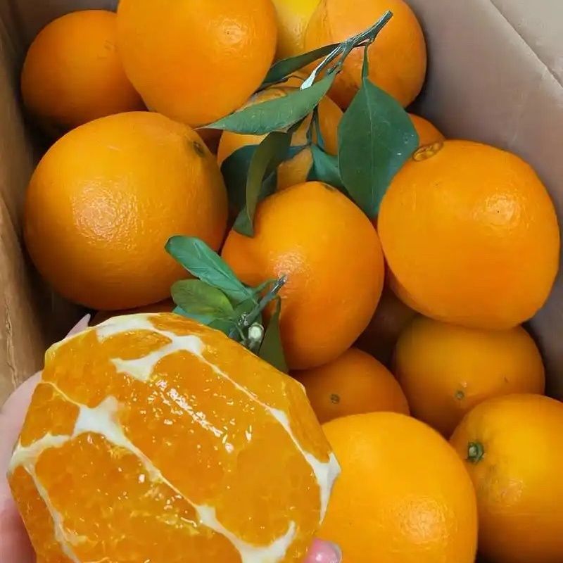 湖南精品脐橙纽荷尔脐橙，产地直发，全国供应，可视频看货