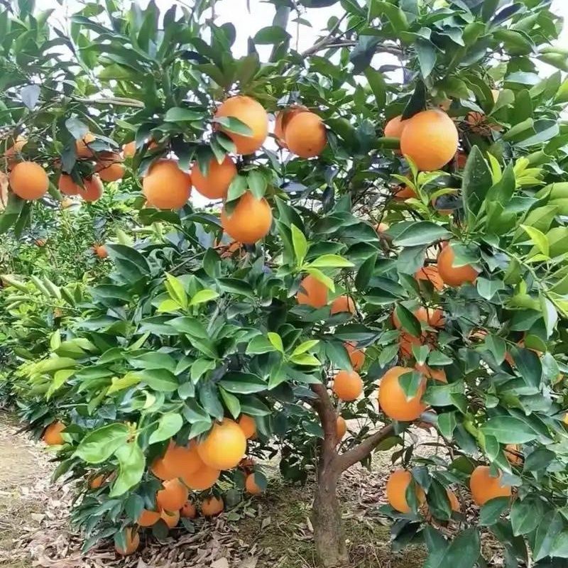 湖南精品脐橙纽荷尔脐橙，产地直发，全国供应，可视频看货