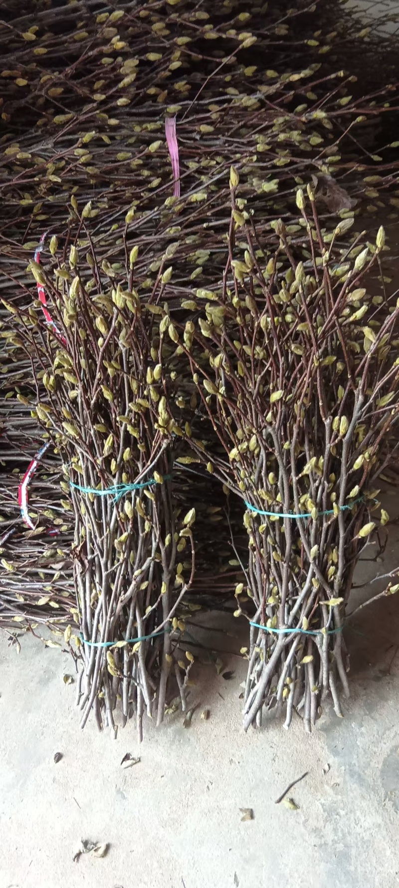 红玉兰枝条，紫玉兰切花，玉兰插花，产地直供，红玉兰鲜切枝