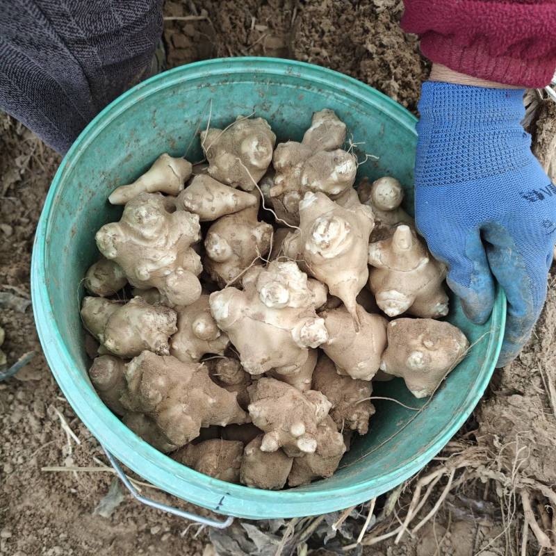 洋姜，白洋姜，菊芋头/河北基地直发/量大从优/一手货源