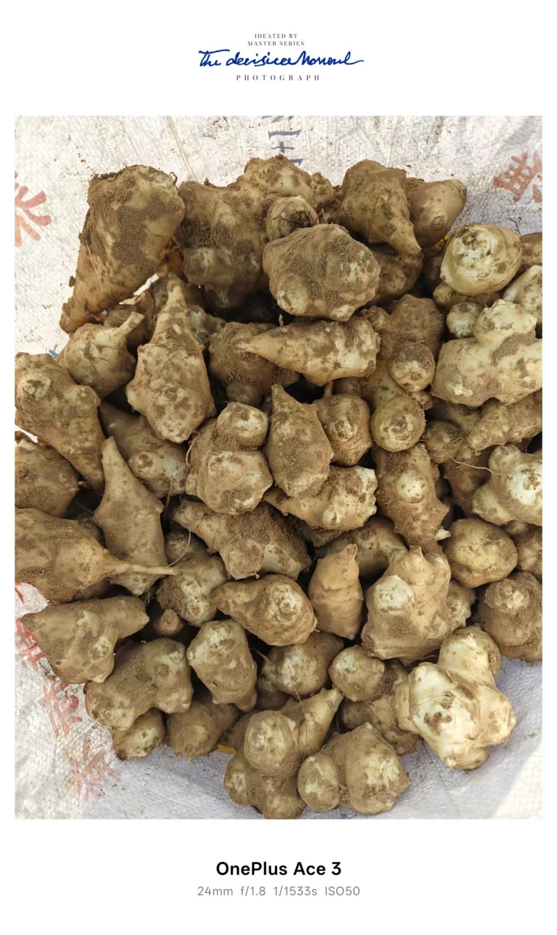 洋姜，白洋姜，菊芋头/河北基地直发/量大从优/一手货源
