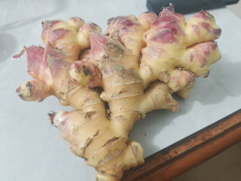 湖南汝城新鲜出土小黄姜二黄姜