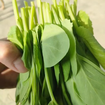 米多豌豆苗批发