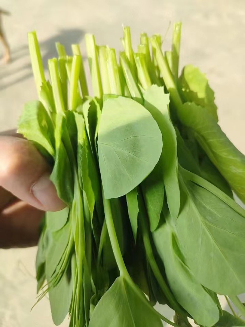 米多豌豆苗批发
