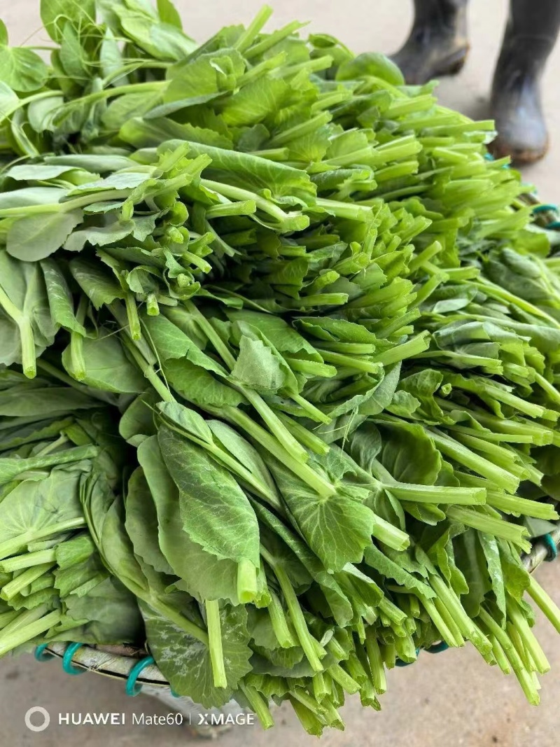 米多豌豆苗批发