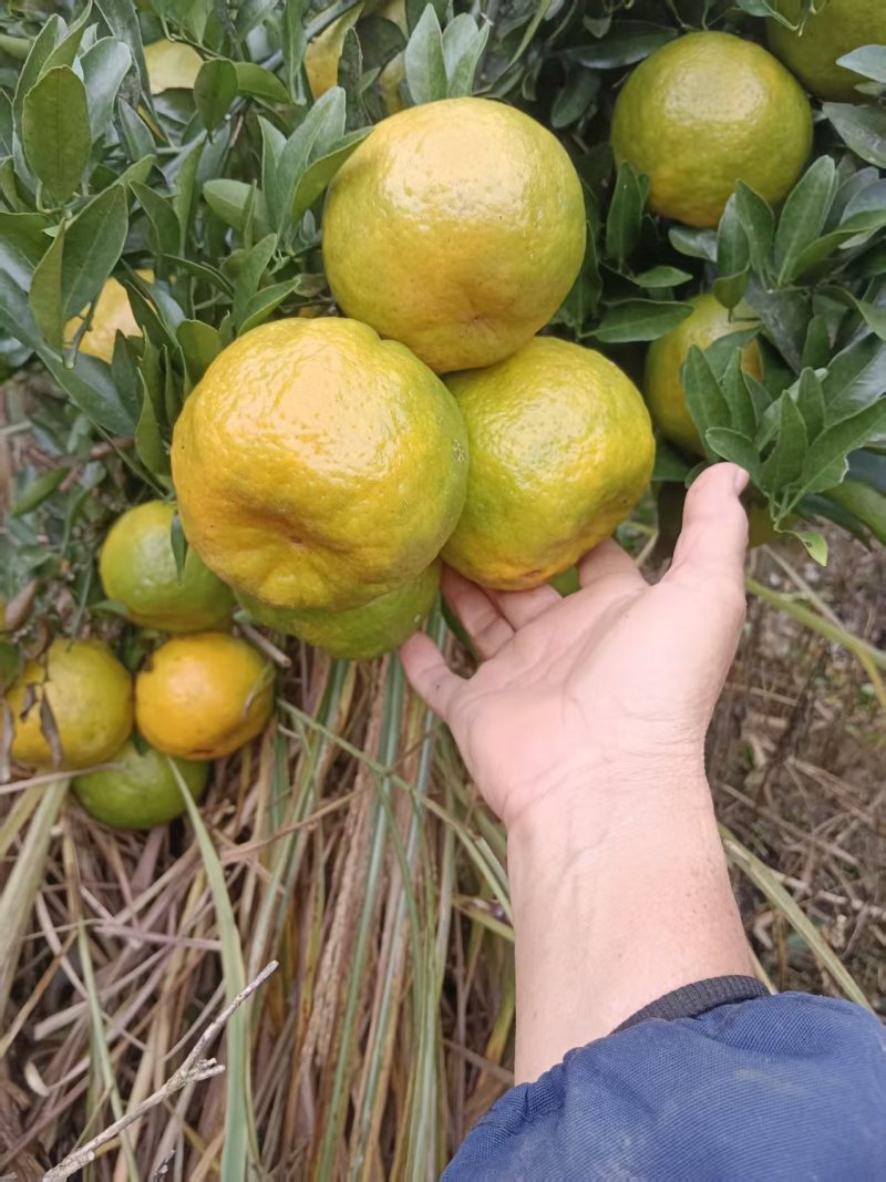 碰柑大量供应，欢迎合作共赢广西产地直发，量大从优
