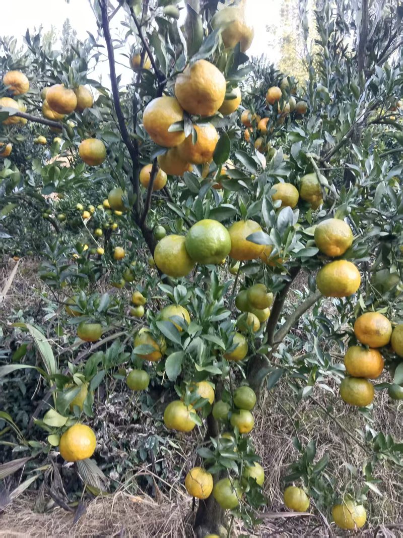 碰柑大量供应，欢迎合作共赢广西产地直发，量大从优