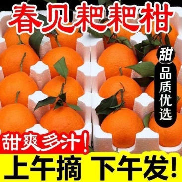 粑粑柑高次果，全国包邮，一件也是批发价，板车电商精选品