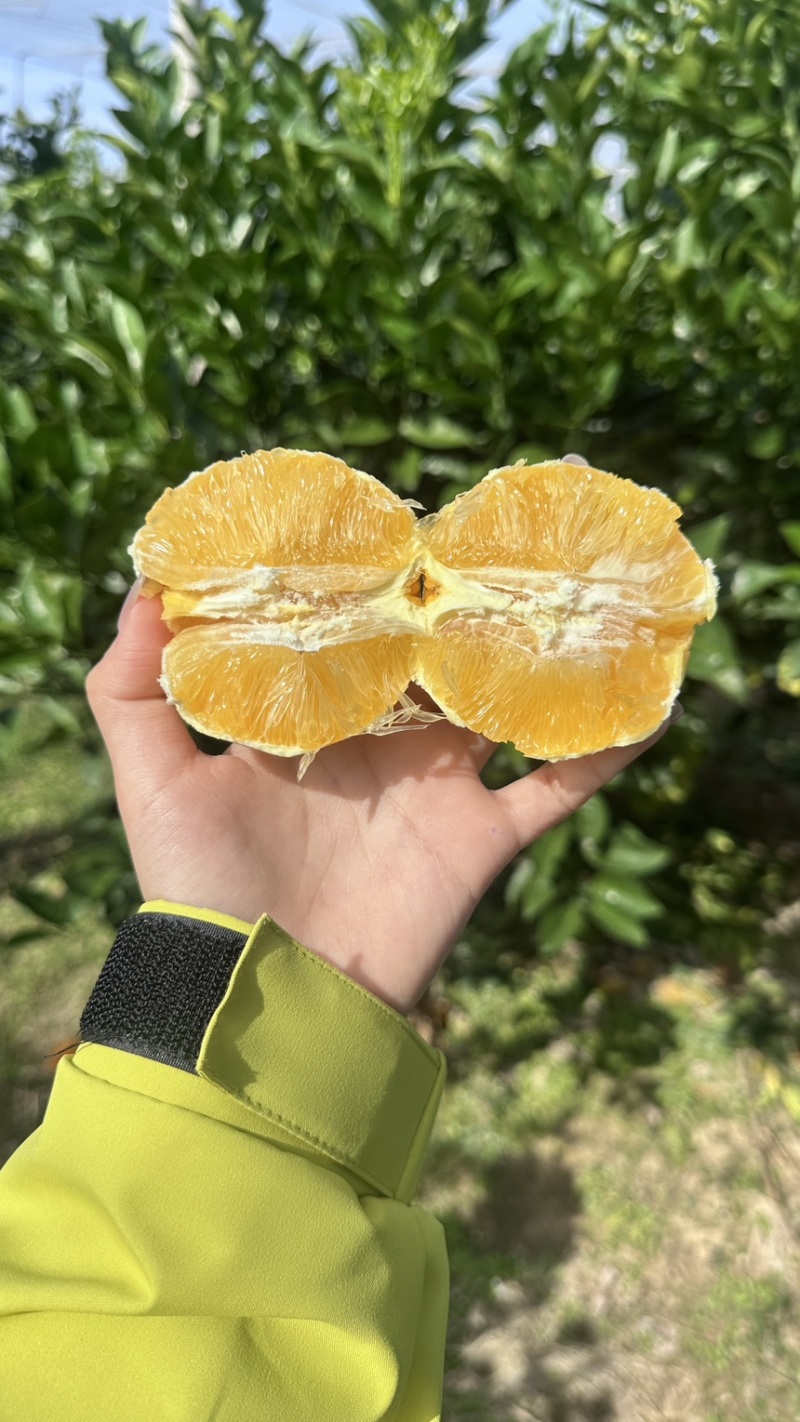 正宗赣南脐橙
