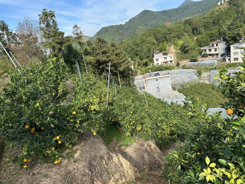 正宗赣南脐橙
