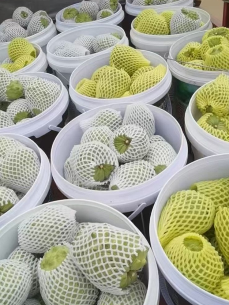 当季水果广西凤梨释迦果可对接市场电商果礼盒定制