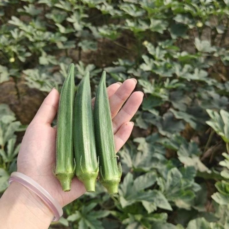 翠绿一号水果秋葵种子杂交一代中早熟品种较耐热耐运输